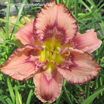 Foto der Tagliliensorte Get Jiggy